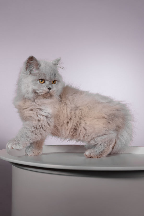Focus | British Longhair Kitten