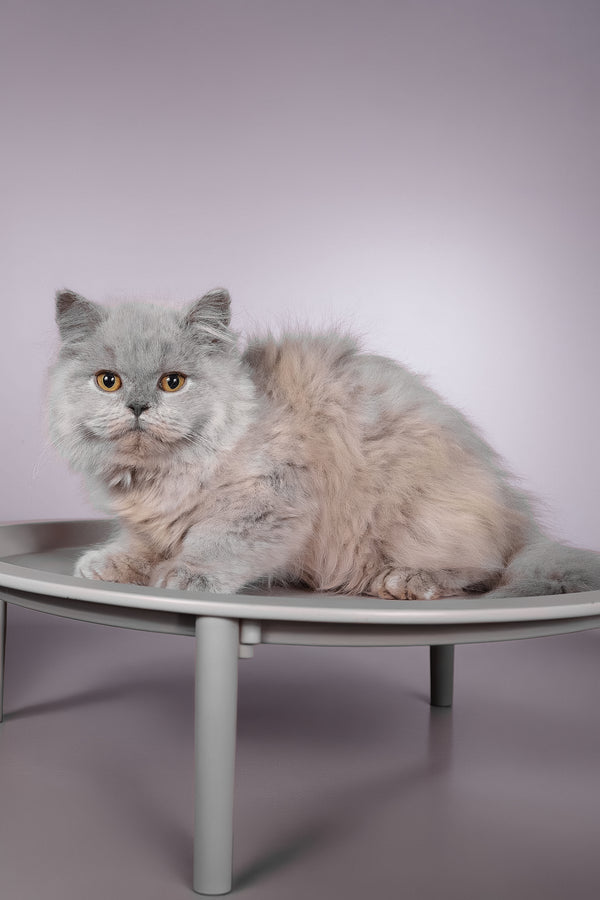 Focus | British Longhair Kitten