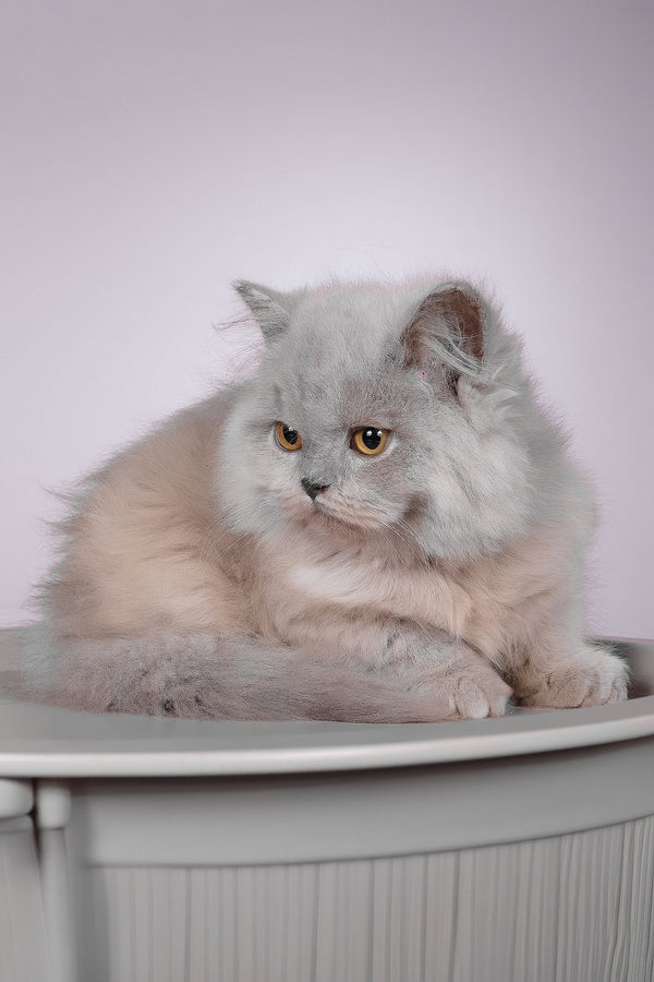 Focus | British Longhair Kitten