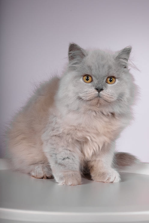 Focus | British Longhair Kitten