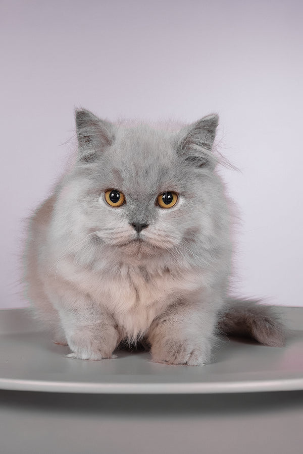 Focus | British Longhair Kitten
