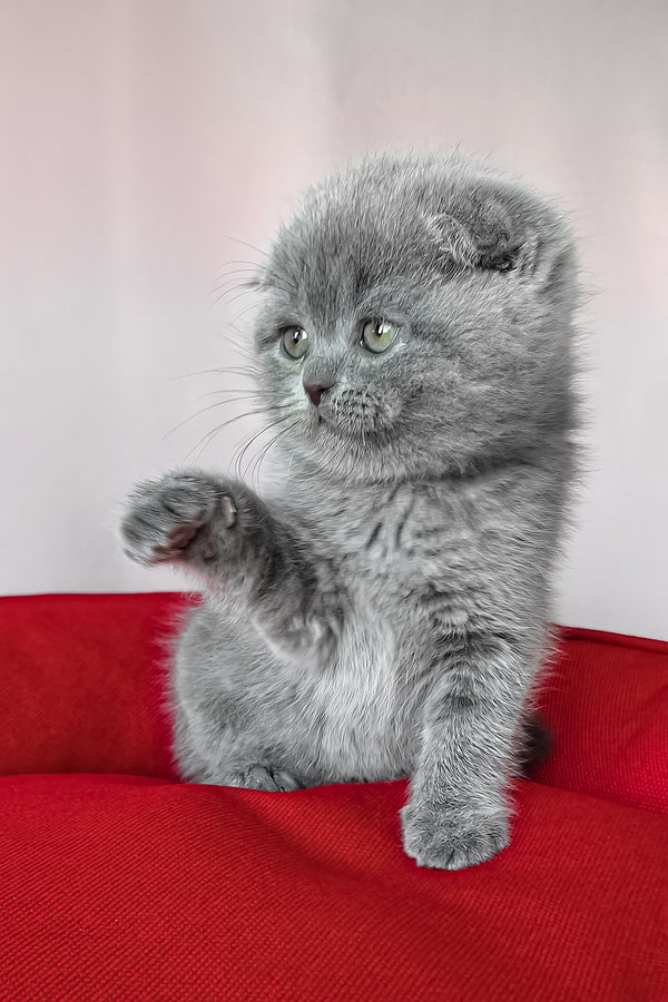 Frank | Scottish Fold Kitten