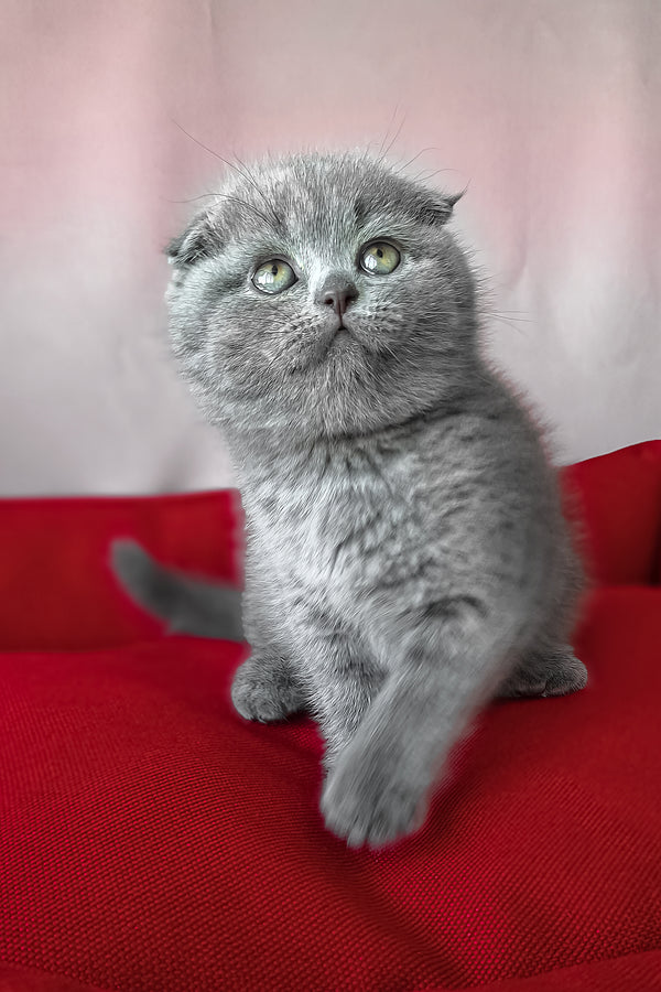 Frank | Scottish Fold Kitten