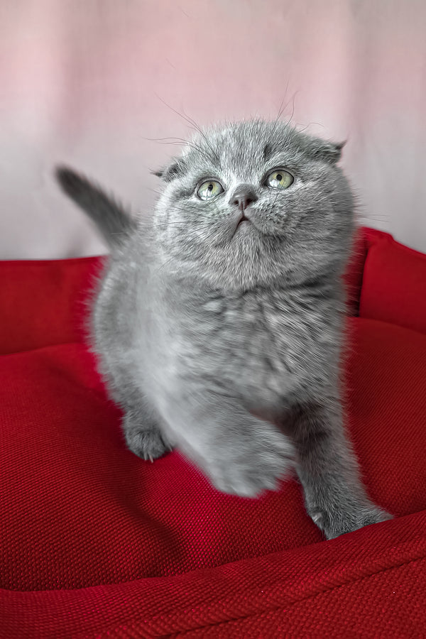 Frank | Scottish Fold Kitten