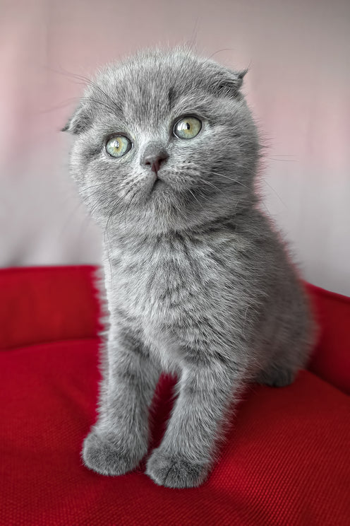 Frank | Scottish Fold Kitten