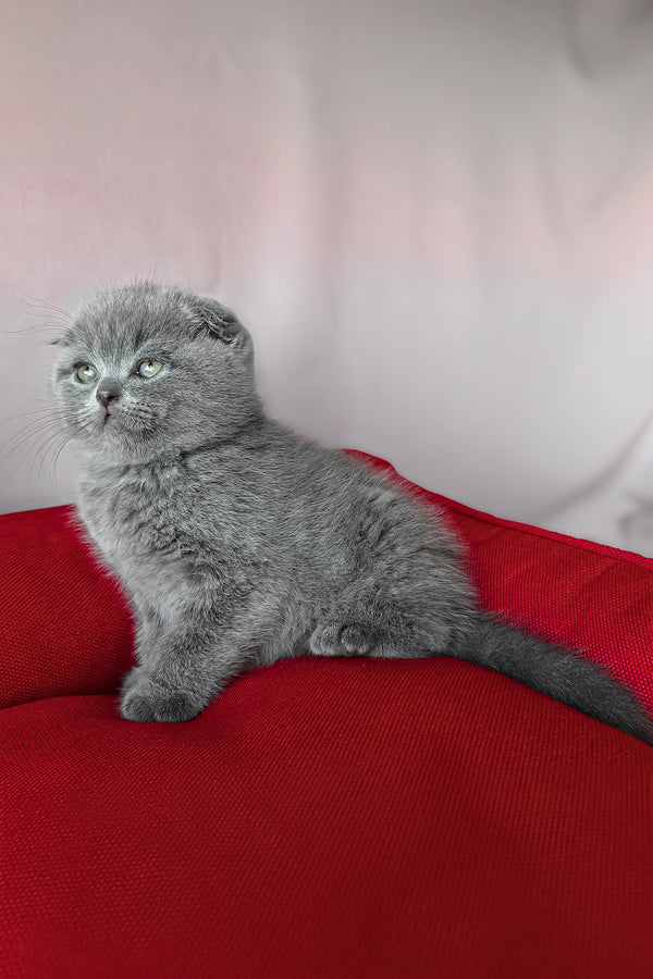 Frank | Scottish Fold Kitten