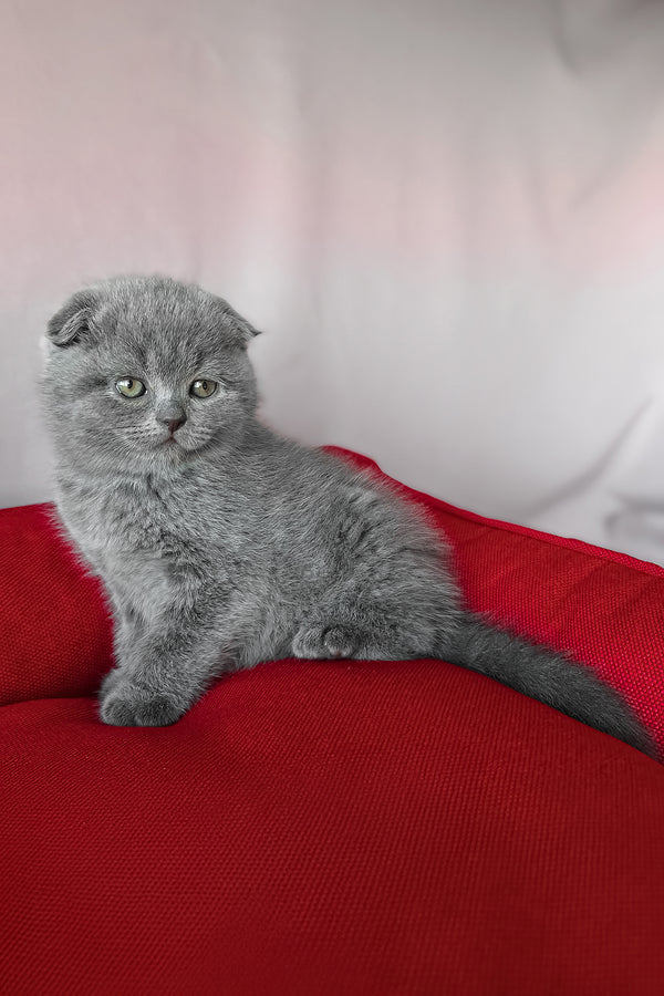 Frank | Scottish Fold Kitten