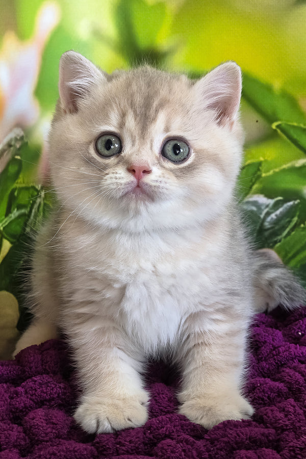 Freya | British Shorthair Kitten