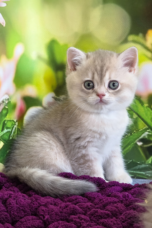 Freya | British Shorthair Kitten