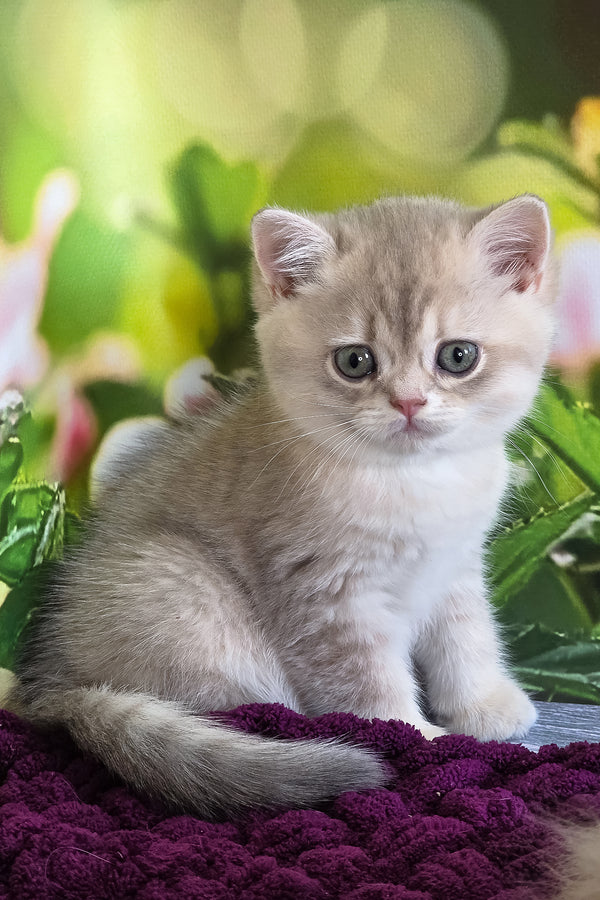 Freya | British Shorthair Kitten