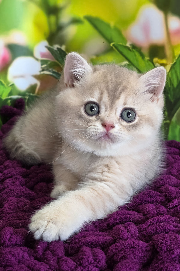 Freya | British Shorthair Kitten