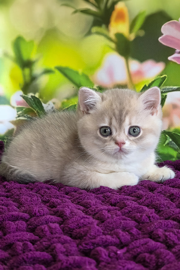 Freya | British Shorthair Kitten
