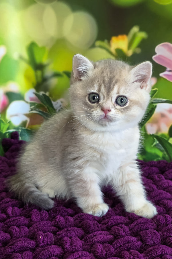 Freya | British Shorthair Kitten