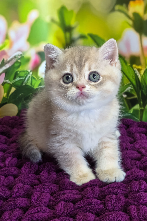 Freya | British Shorthair Kitten