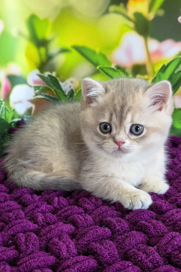 Freya | British Shorthair Kitten