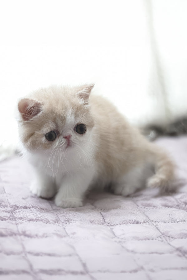 Freya | Exotic Shorthair Kitten
