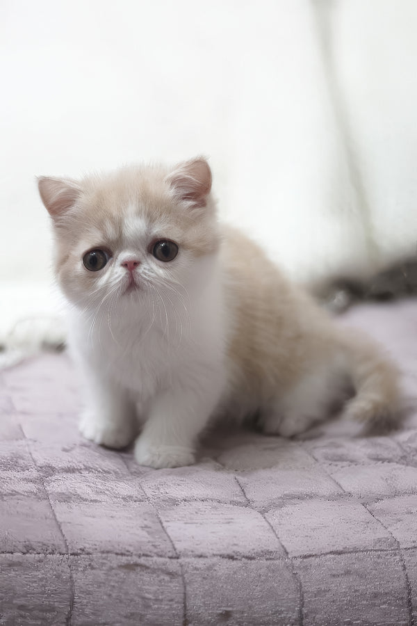 Freya | Exotic Shorthair Kitten