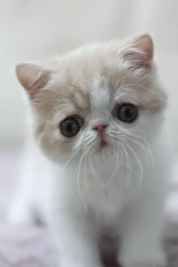 Freya | Exotic Shorthair Kitten