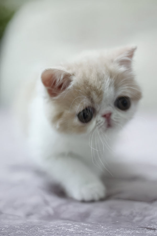 Freya | Exotic Shorthair Kitten