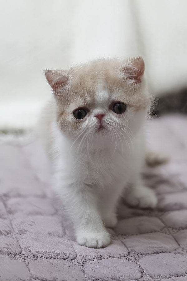 Freya | Exotic Shorthair Kitten