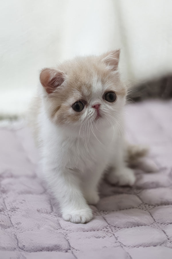 Freya | Exotic Shorthair Kitten