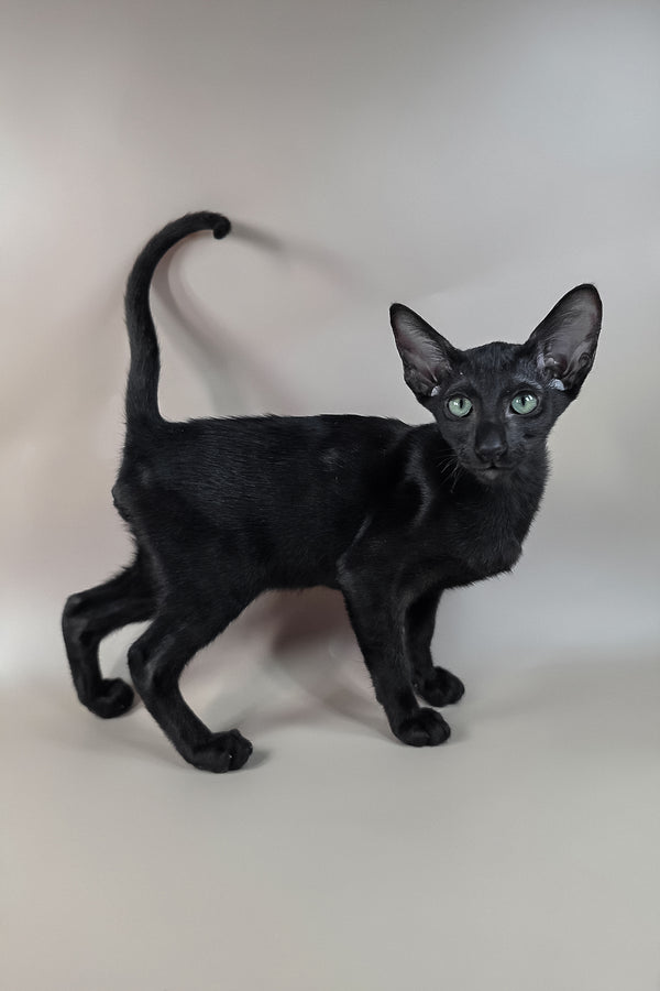 Freyr | Oriental Shorthair Kitten