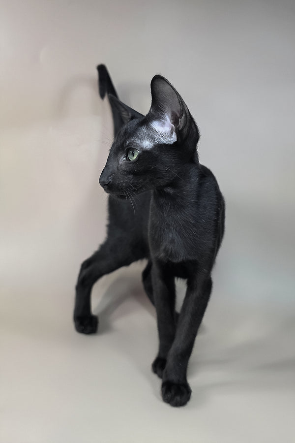 Freyr | Oriental Shorthair Kitten
