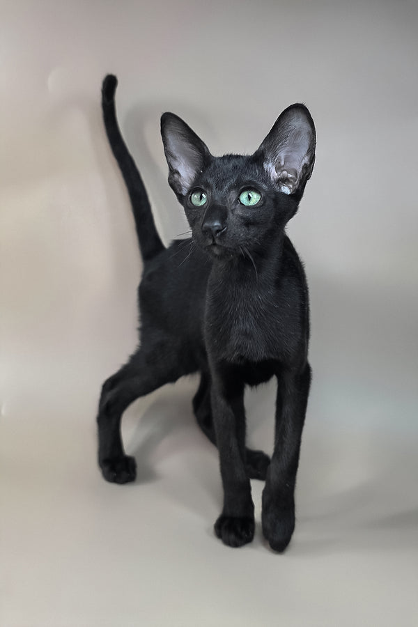 Freyr | Oriental Shorthair Kitten