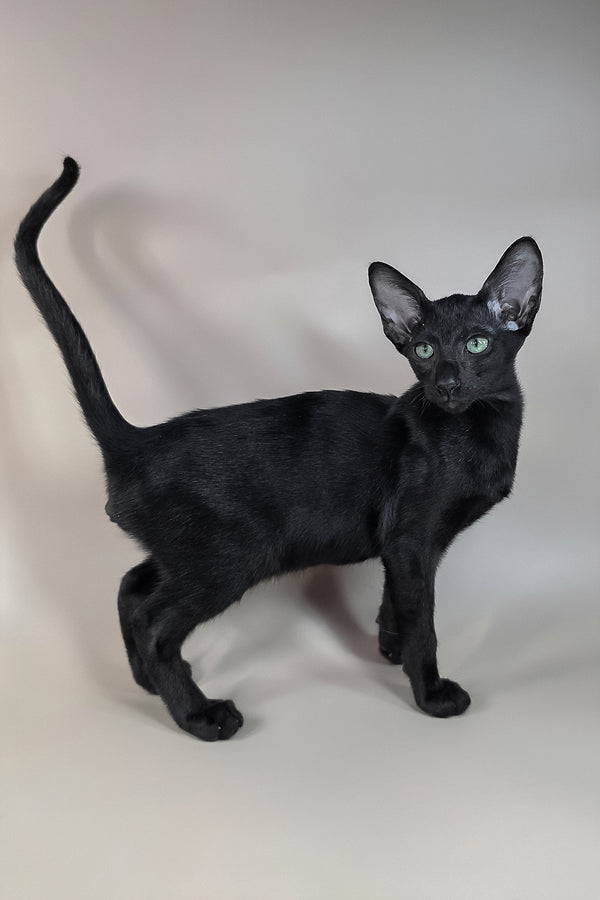 Freyr | Oriental Shorthair Kitten