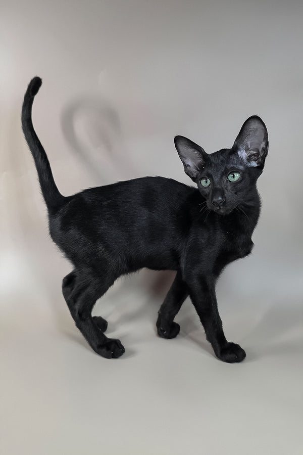 Freyr | Oriental Shorthair Kitten