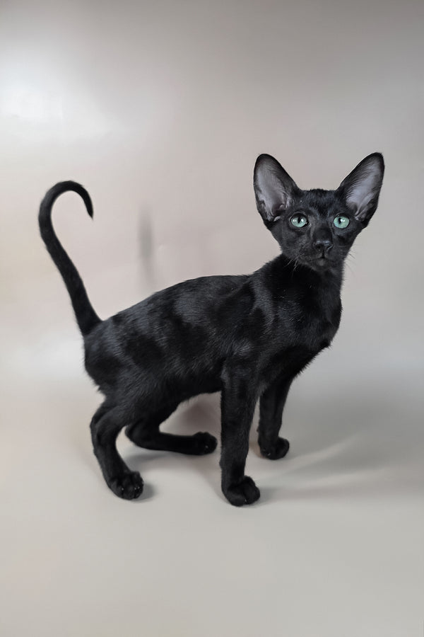Freyr | Oriental Shorthair Kitten