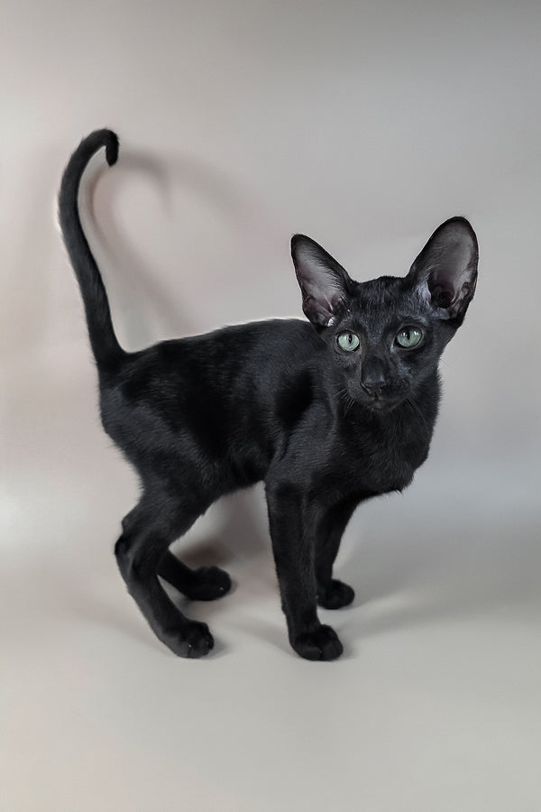 Freyr | Oriental Shorthair Kitten