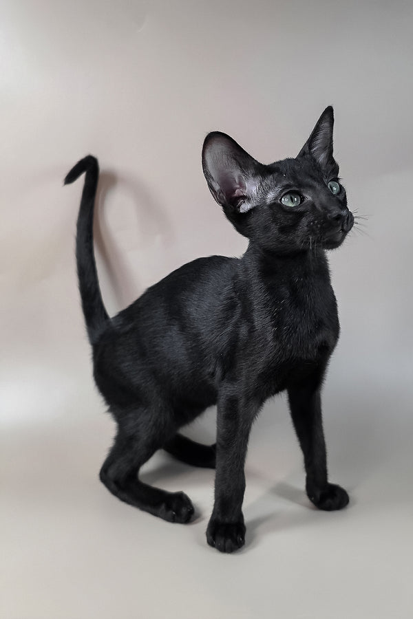 Freyr | Oriental Shorthair Kitten