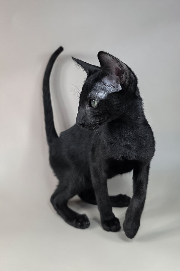 Freyr | Oriental Shorthair Kitten