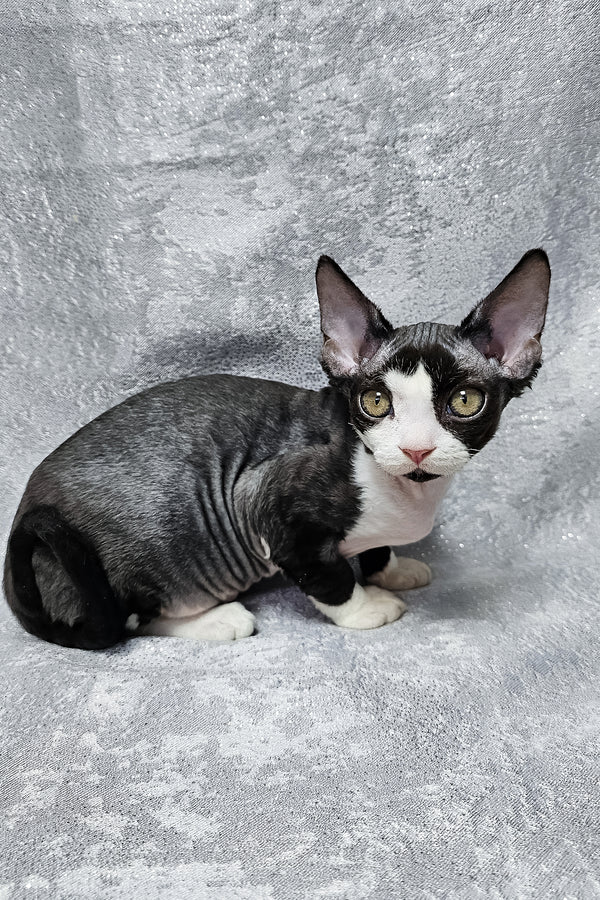Frieda | Devon Rex Kitten