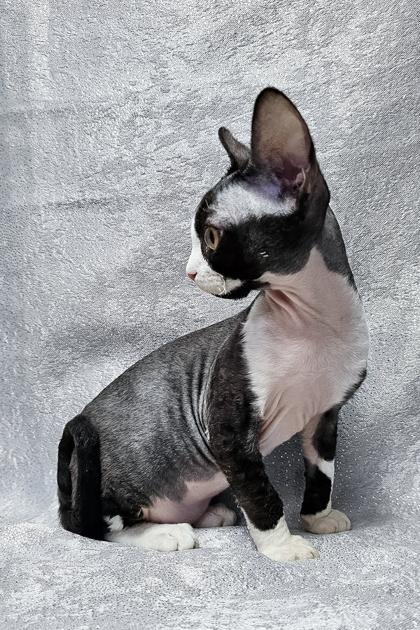 Frieda | Devon Rex Kitten