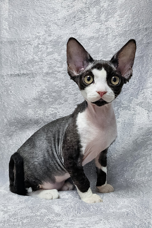 Frieda | Devon Rex Kitten