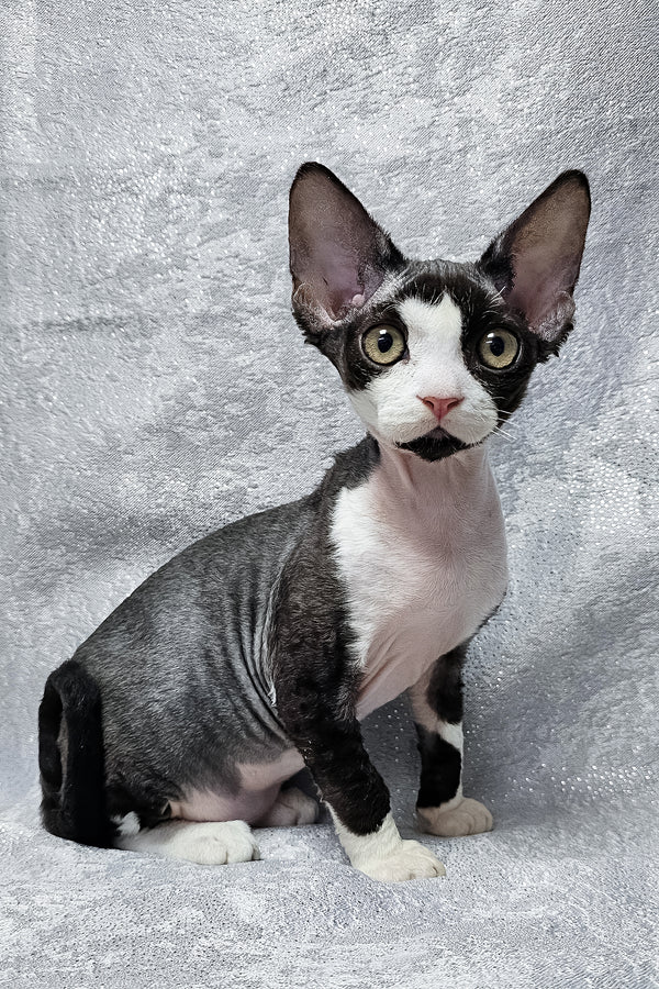 Frieda | Devon Rex Kitten