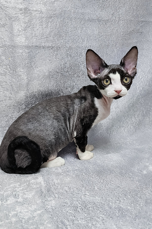 Frieda | Devon Rex Kitten