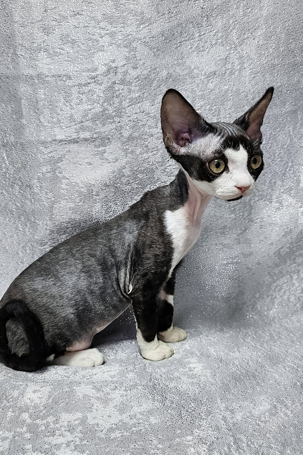 Frieda | Devon Rex Kitten