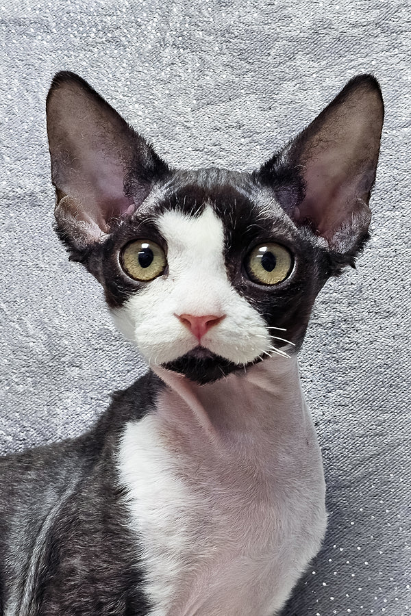Frieda | Devon Rex Kitten