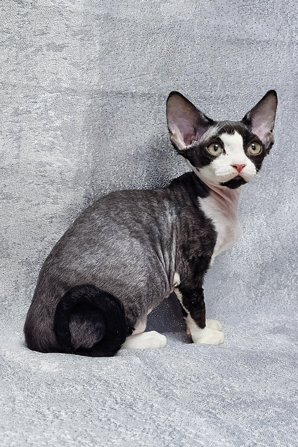 Frieda | Devon Rex Kitten