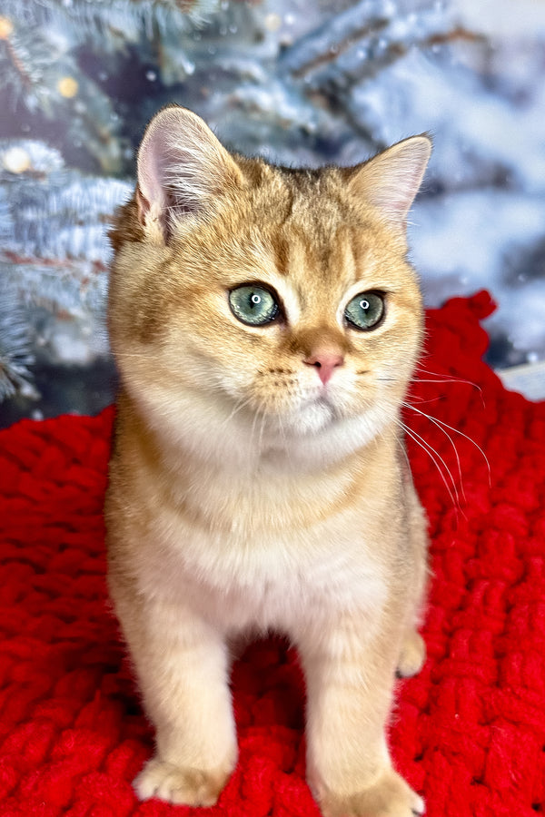 Funduk | Scottish Straight Kitten