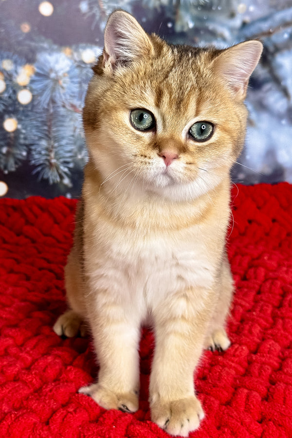 Funduk | Scottish Straight Kitten