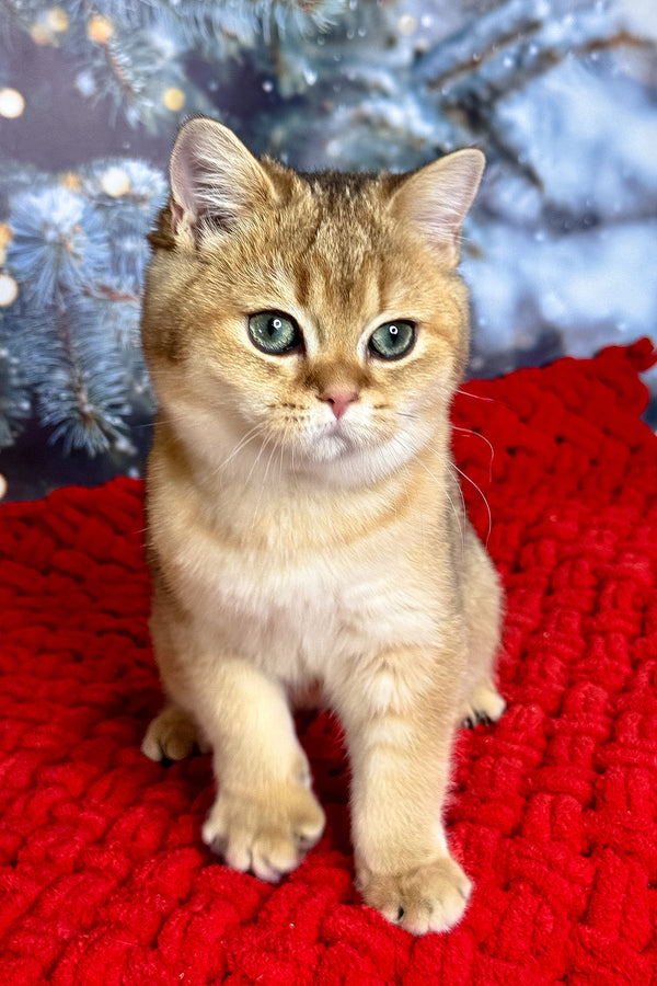 Funduk | Scottish Straight Kitten