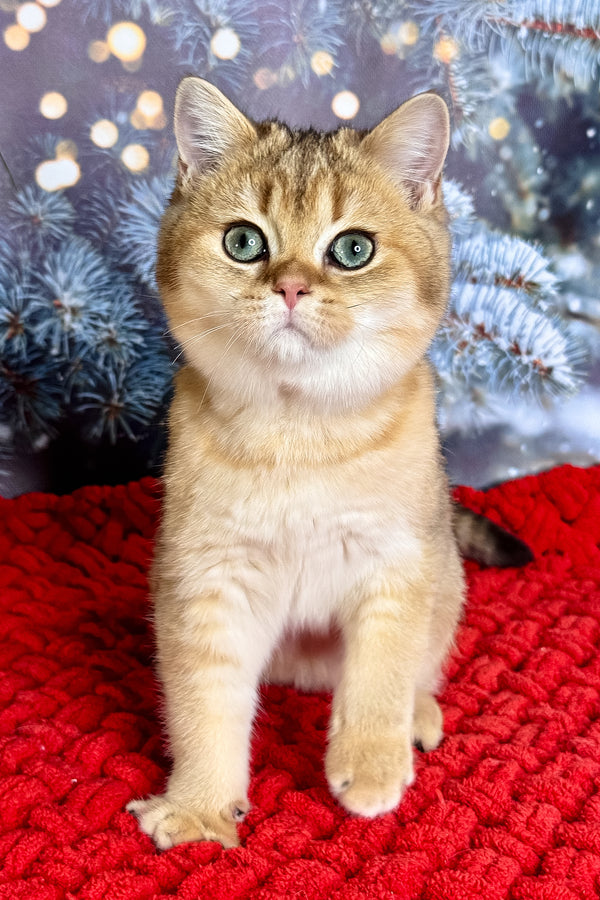 Funduk | Scottish Straight Kitten