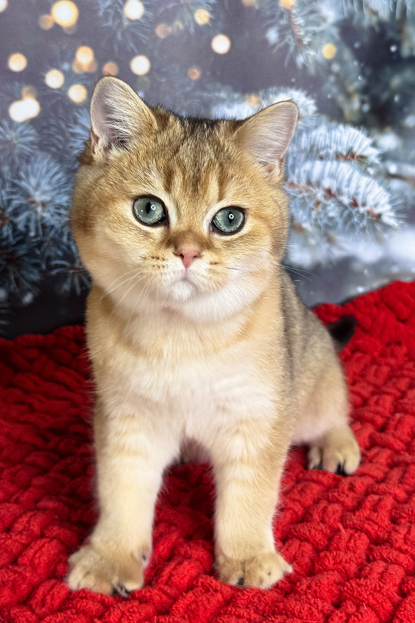 Funduk | Scottish Straight Kitten