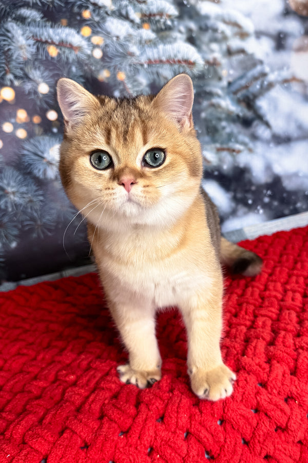 Funduk | Scottish Straight Kitten