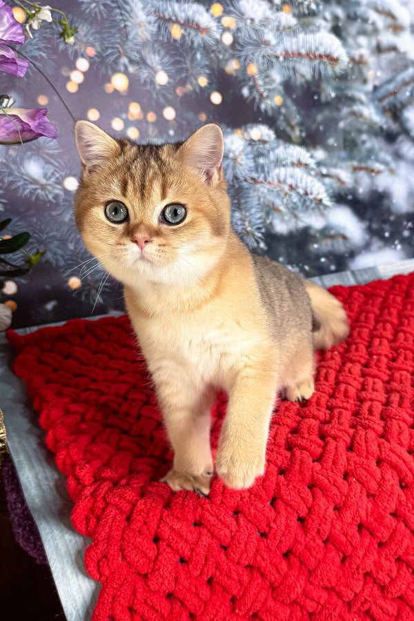 Funduk | Scottish Straight Kitten