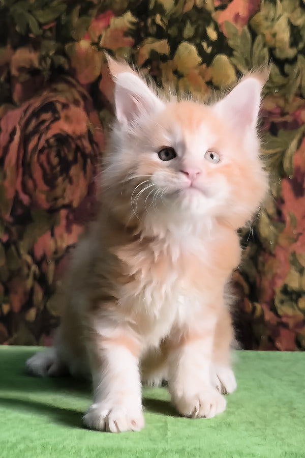 Funtic | Maine Coon Kitten